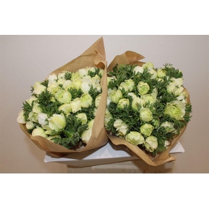 Anem Full Star White