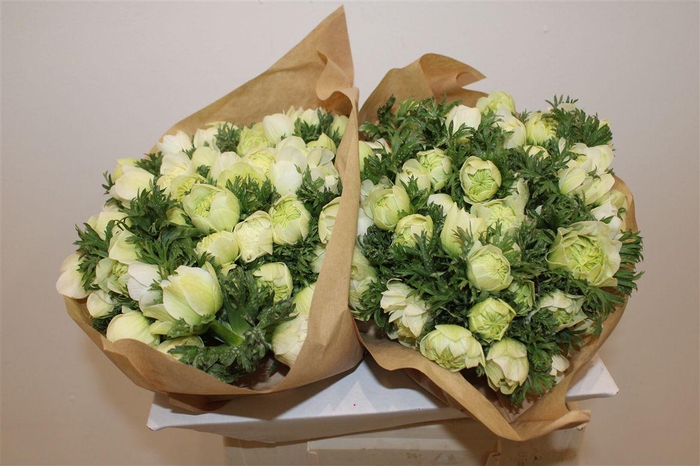 <h4>Anem Full Star White</h4>