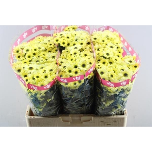 Chr San Ying Yang Creme