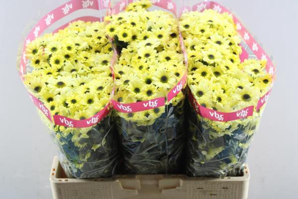 <h4>Chr San Ying Yang Creme</h4>