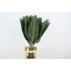 STRELITZIA LEAF