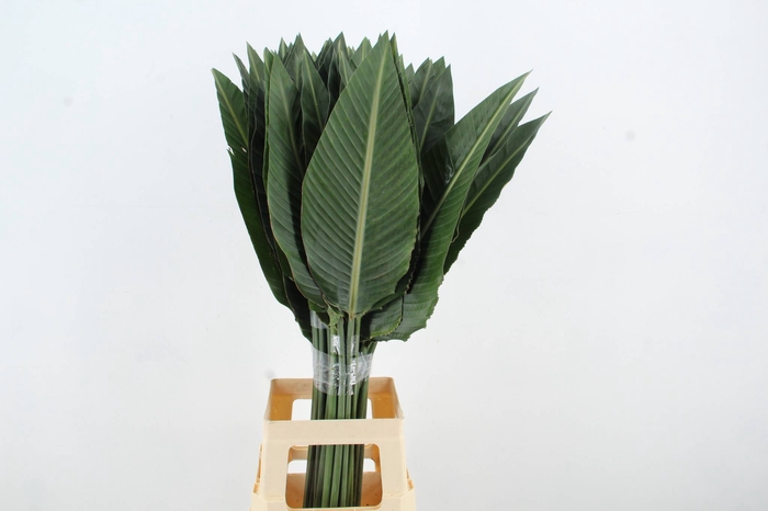 <h4>STRELITZIA LEAF</h4>