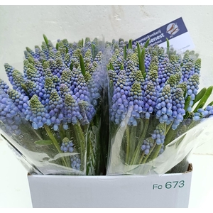MUSCARI ARMENIACUM