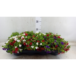 Calibrachoa  'Calipetite'   .mix /p