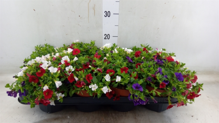 <h4>Calibrachoa  'Calipetite'   .mix /p</h4>