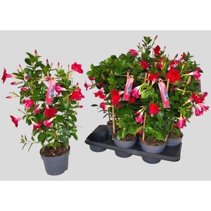 MANDE SUN RED
