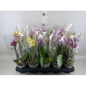 Phalaenopsis multi.   ...mix  4