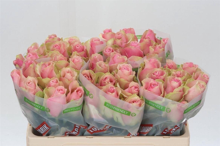 <h4>Rosa Belle Rose</h4>