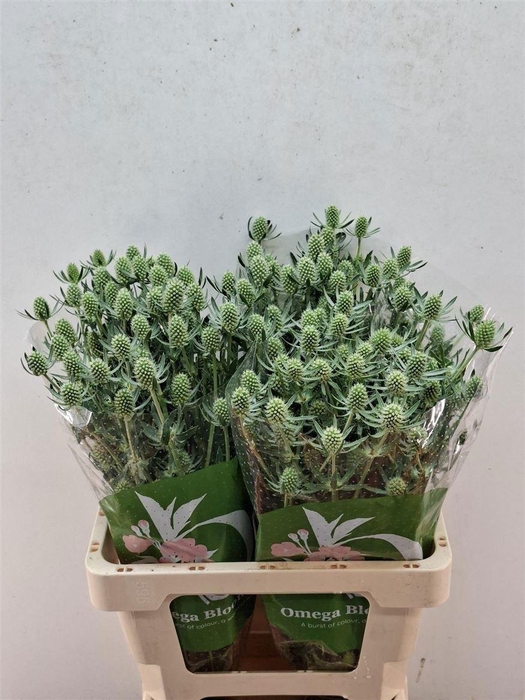 <h4>Eryn White Glitter</h4>