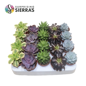 Sierra's® - Sevilla Succulent Mix (Deluxe)