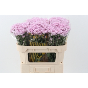 Chr T Petrushka Pink
