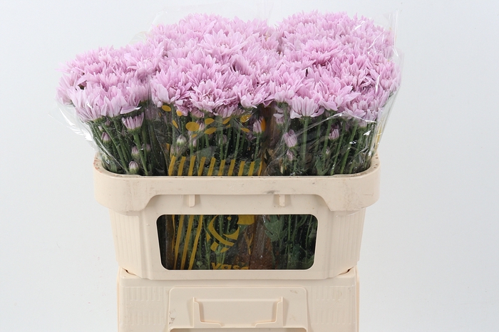 <h4>Chr T Petrushka Pink</h4>