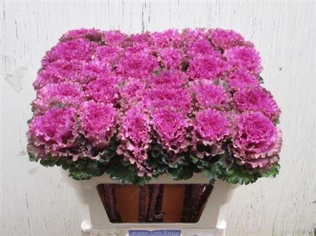 <h4>Brass First Lady</h4>