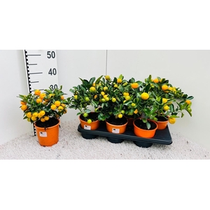 Citrus Calamondin medium-stem (s2)