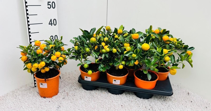 <h4>Citrus Calamondin medium-stem (s2)</h4>