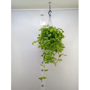 Tradescantia  'Yellow Hill'