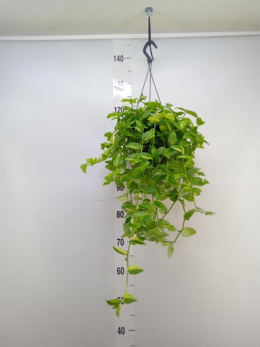 <h4>Tradescantia  'Yellow Hill'</h4>