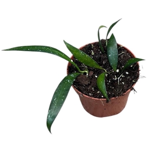 Hoya Overig Sumatra