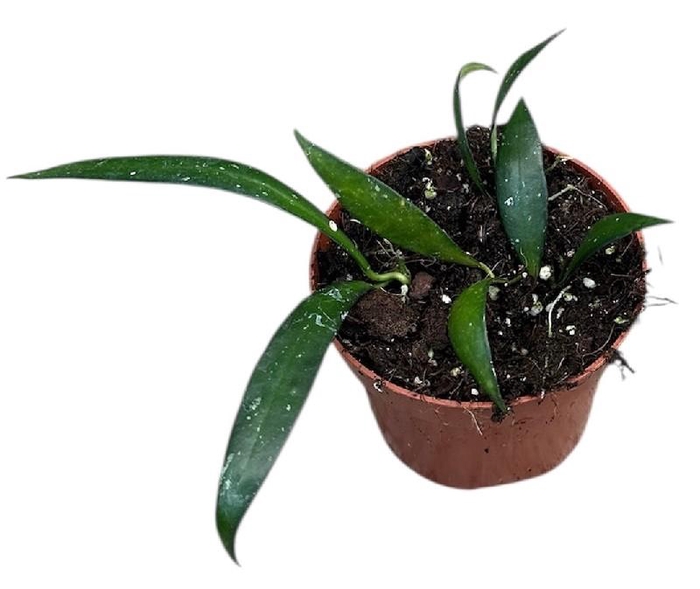 <h4>Hoya Overig Sumatra</h4>