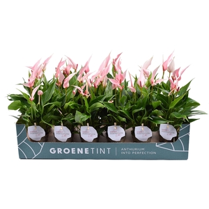 Anthurium andr. 'Lilli'