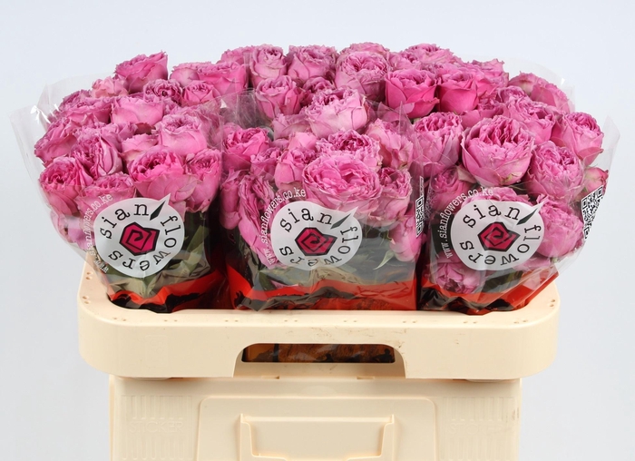 <h4>R TR MISTY BUBBLES</h4>