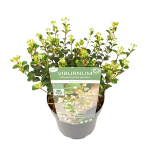 Viburnum Fairy Stars®