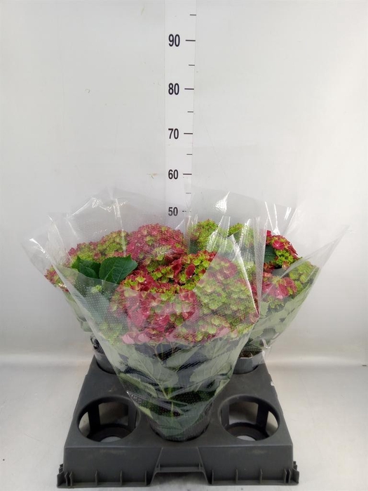 <h4>Hydrangea mac. 'Hi Fire'</h4>
