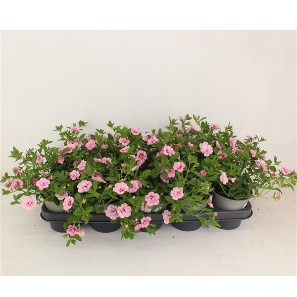 <h4>Calibrachoa Doubble Pink dark eye</h4>