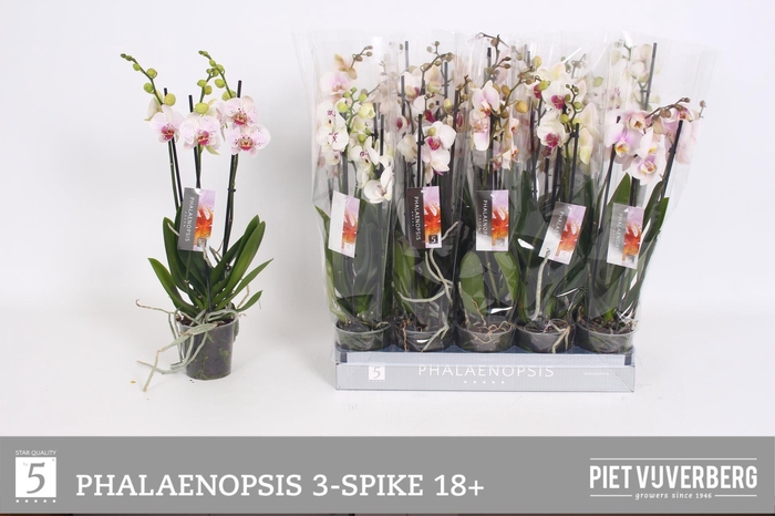 <h4>PHAL OV WIT</h4>