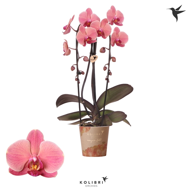 <h4>Kolibri Orchids Cascade Niagara fall orange 2spike</h4>