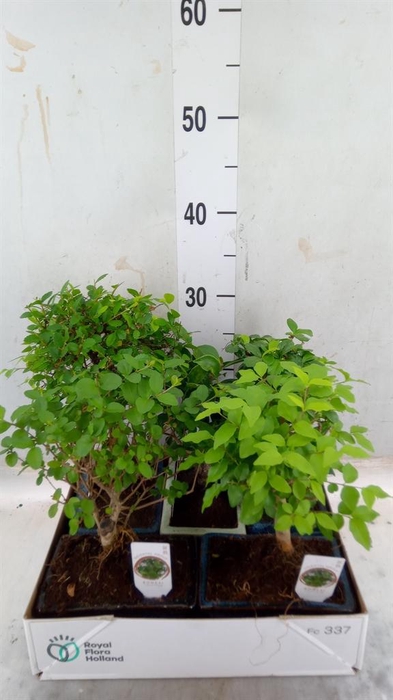 <h4>Bonsai   ...mix</h4>