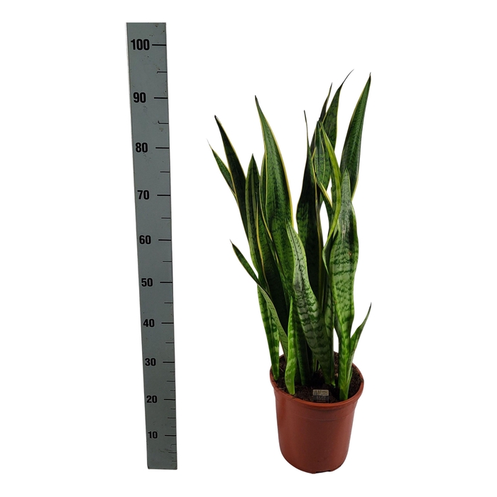 <h4>SANSEV LAURENTII</h4>