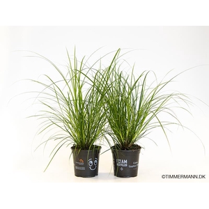 CAREX BRUNNEA P12