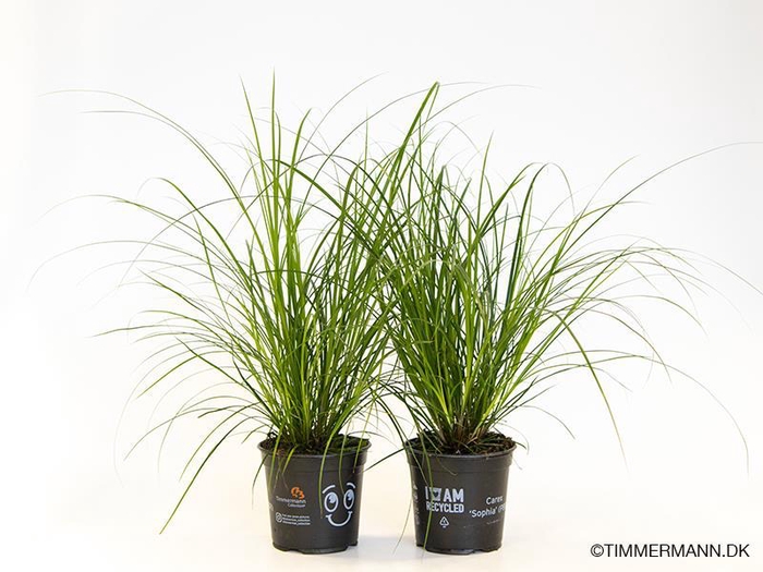 <h4>CAREX BRUNNEA P12</h4>