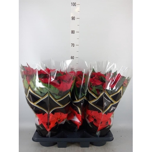 Euphorbia pulc. 'Christ Feel'