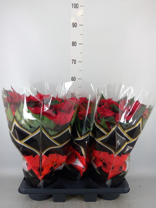 <h4>Euphorbia pulc. 'Christ Feel'</h4>