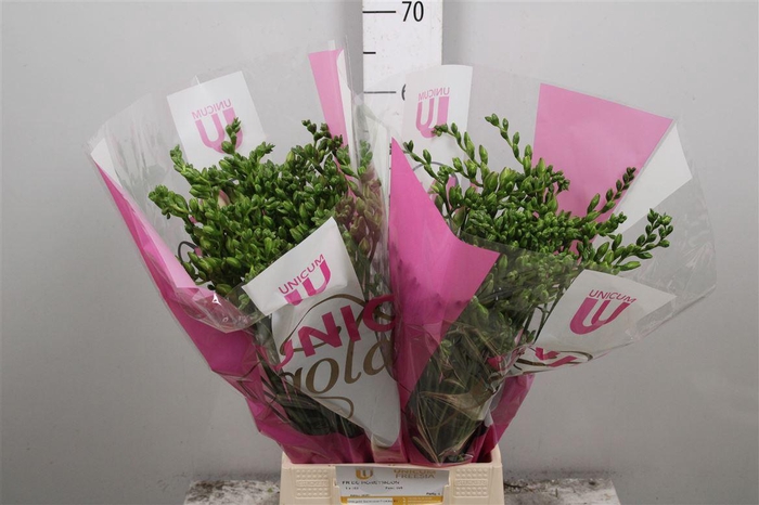 <h4>Fr Du Honeymoon</h4>