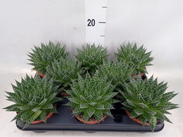 <h4>Aloe  'Zambezi'</h4>