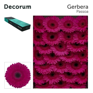 Gerbera Passoa Doos