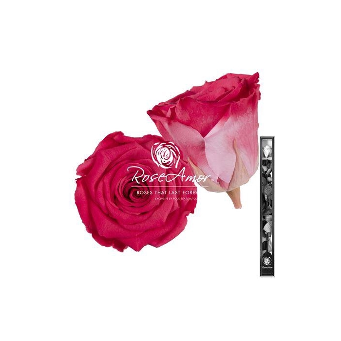 <h4>60cm Stem Bic10</h4>