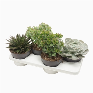 Succulenten mix 17 cm