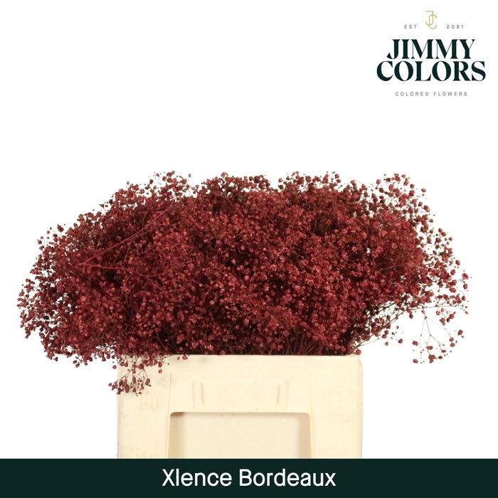 <h4>Gyps Xlence L60 Bordeaux</h4>