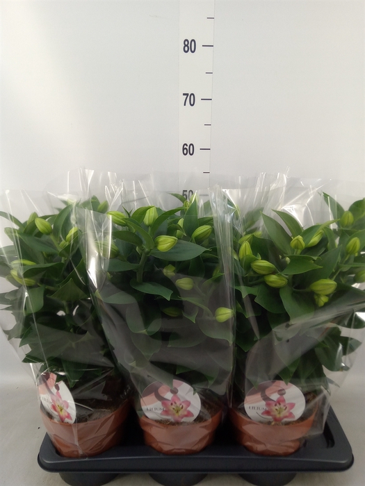 <h4>Lilium ori.  'Souvenir'</h4>