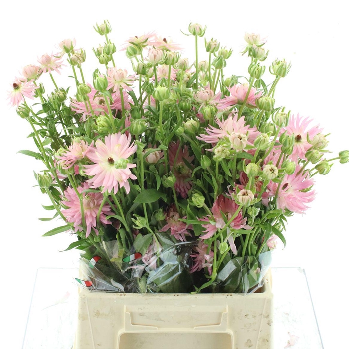 Ran Nat Moderna Venus