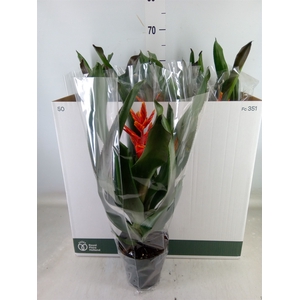 Aechmea  'Pepita Elegant Flames'
