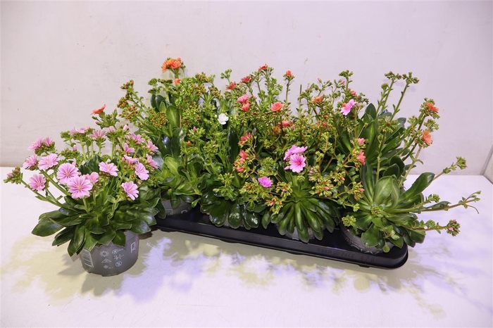 <h4>Lewi Rocky Color Gem</h4>