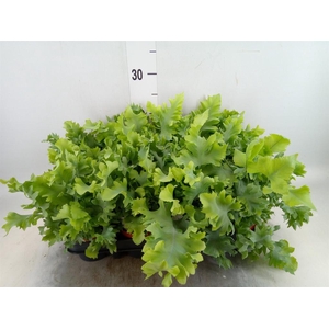 Phlebodium aureum 'Davana'