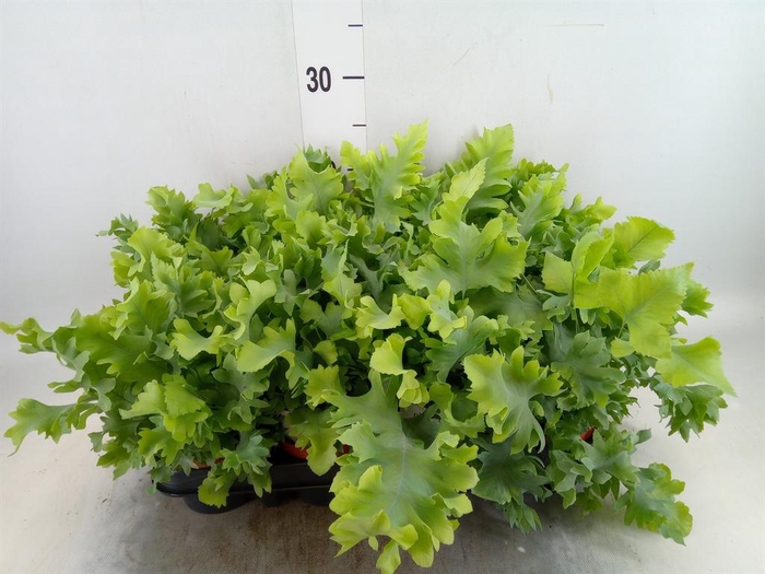 <h4>Phlebodium aureum 'Davana'</h4>