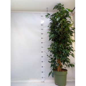 Ficus benja. 'Danielle'