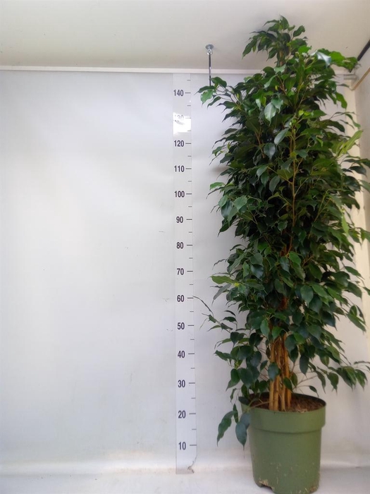 <h4>Ficus benja. 'Danielle'</h4>